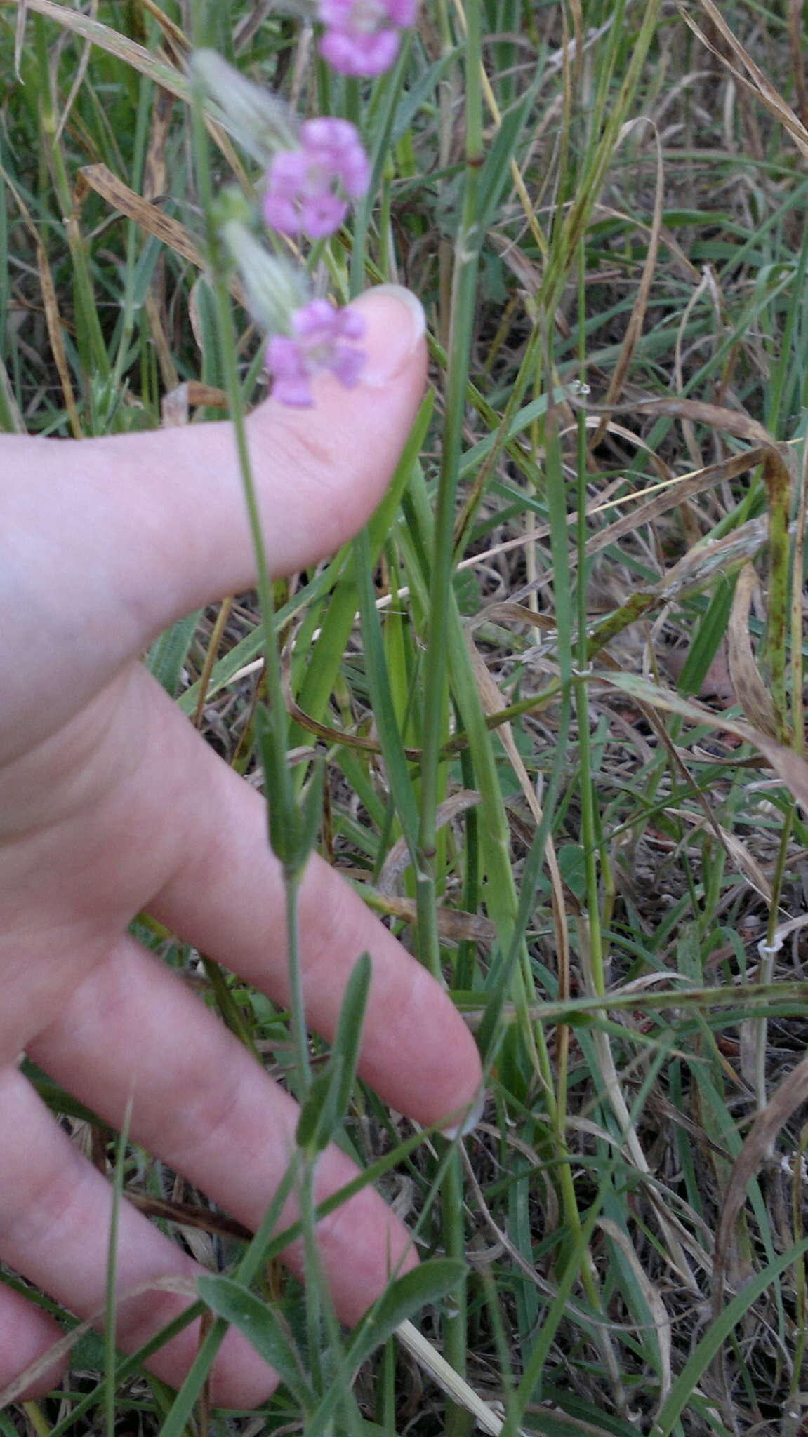 Silene bellidifolia Jacq.的圖片