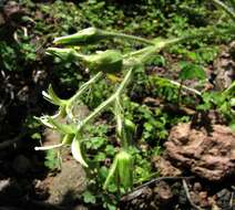 صورة Schiedea verticillata Forest Brown