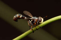 Image of Physocephala pusilla (Meigen 1824)