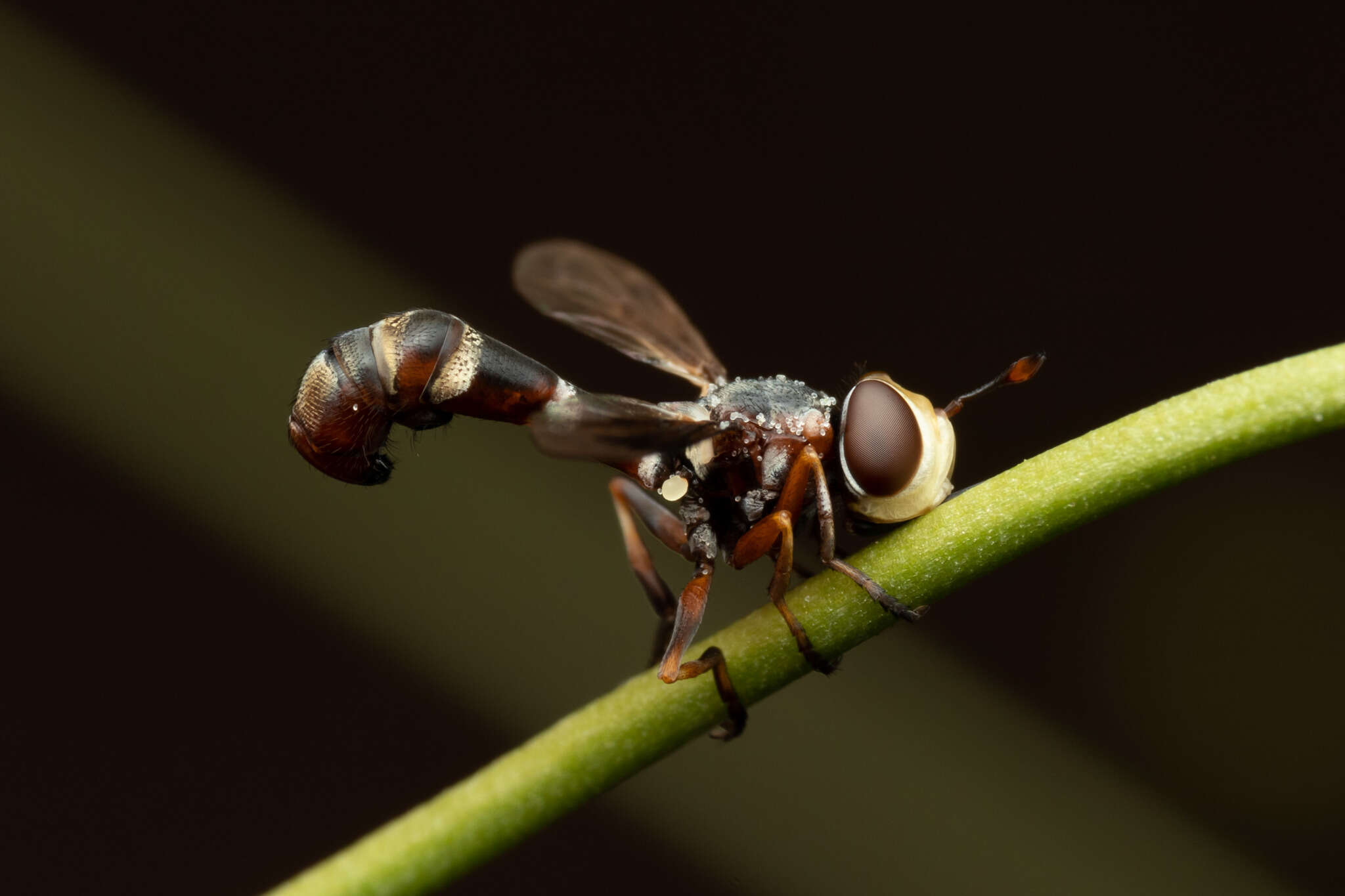 Image of Physocephala pusilla (Meigen 1824)