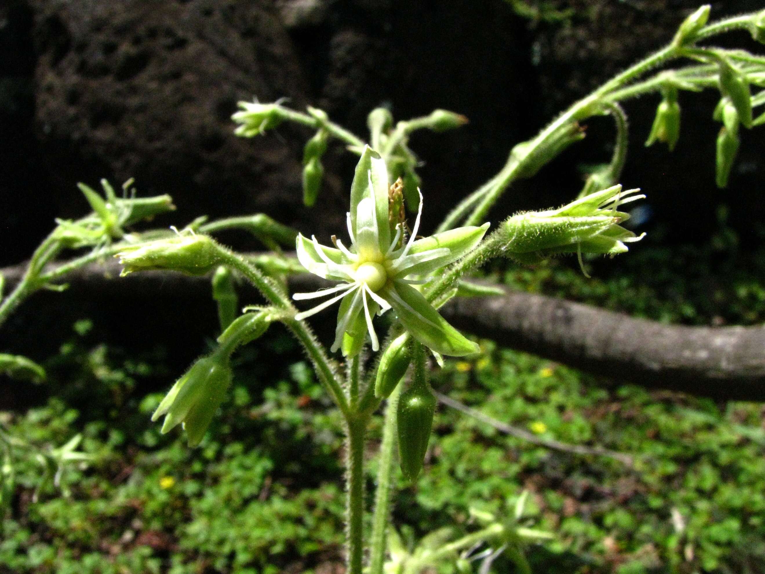 صورة Schiedea verticillata Forest Brown