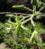 صورة Schiedea verticillata Forest Brown