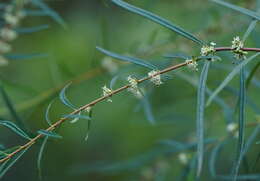 Image of Pimelea axiflora subsp. axiflora