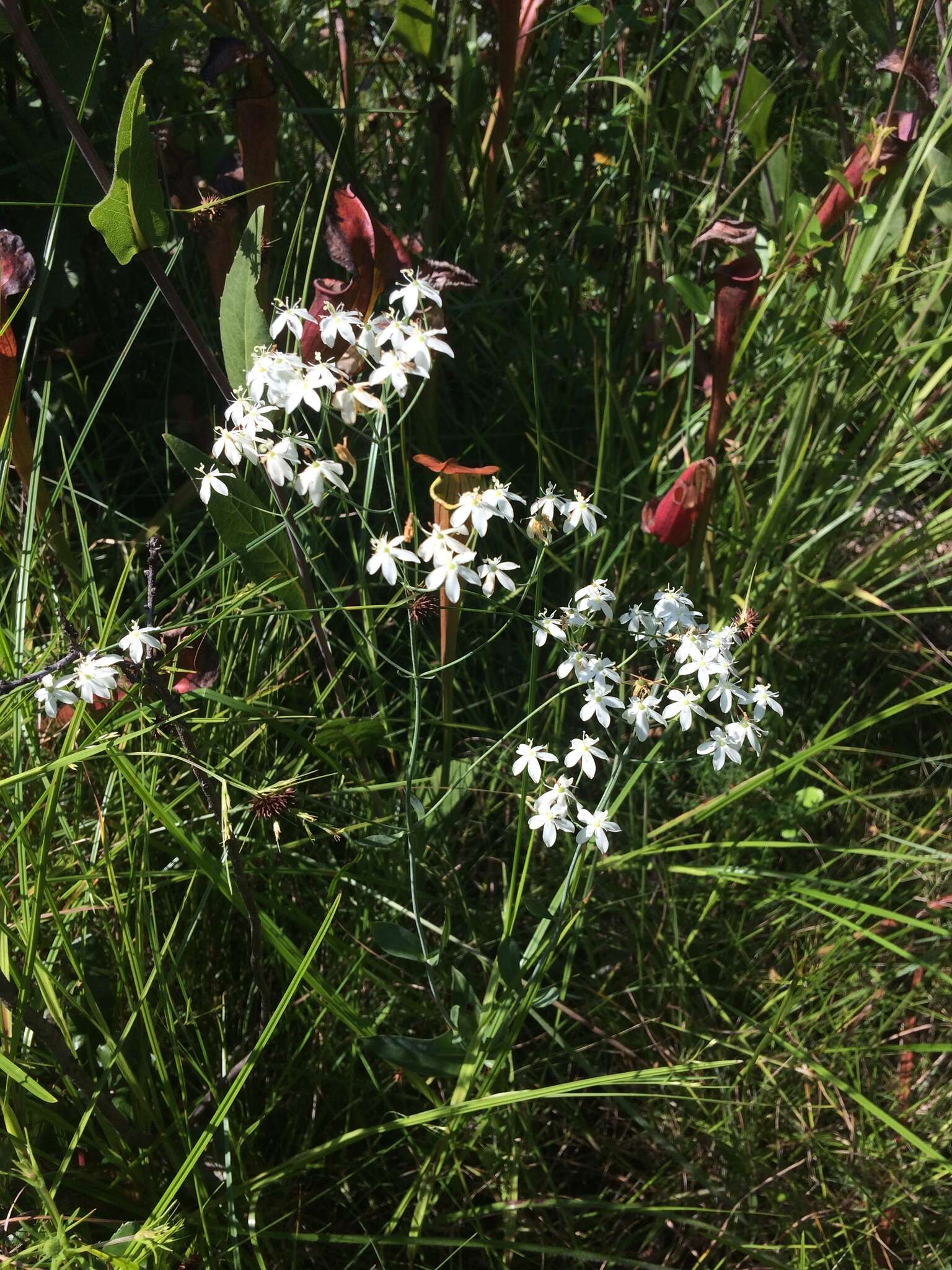 <i>Sabatia <i>macrophylla</i></i> var. macrophylla resmi