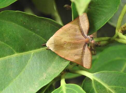 Image of Carea varipes Walker 1856