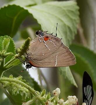 Image of White-M Hairstreak