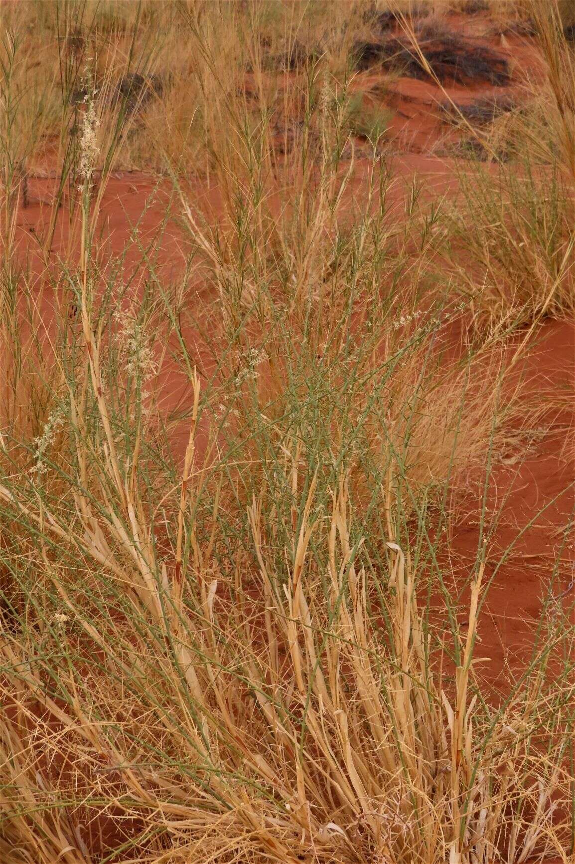 Image of Cladoraphis spinosa (L. fil.) S. M. Phillips