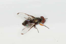 Image of Picture-winged fly