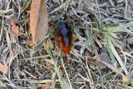 Image of Fulvous Wood Cockroach