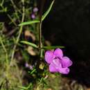 Image of Prostanthera scutellarioides (R. Br.) Druce