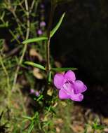 Image of Prostanthera scutellarioides (R. Br.) Druce