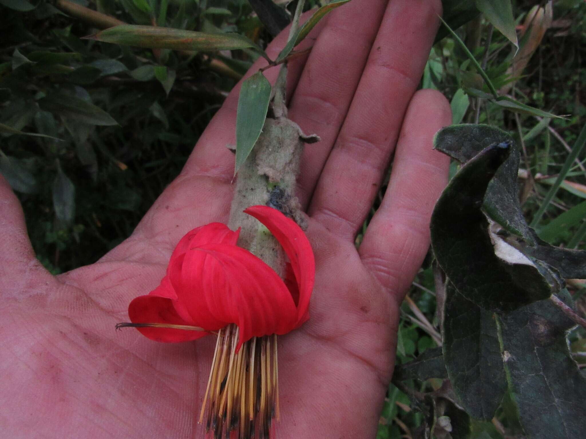 Image of Mutisia clematis L. fil.