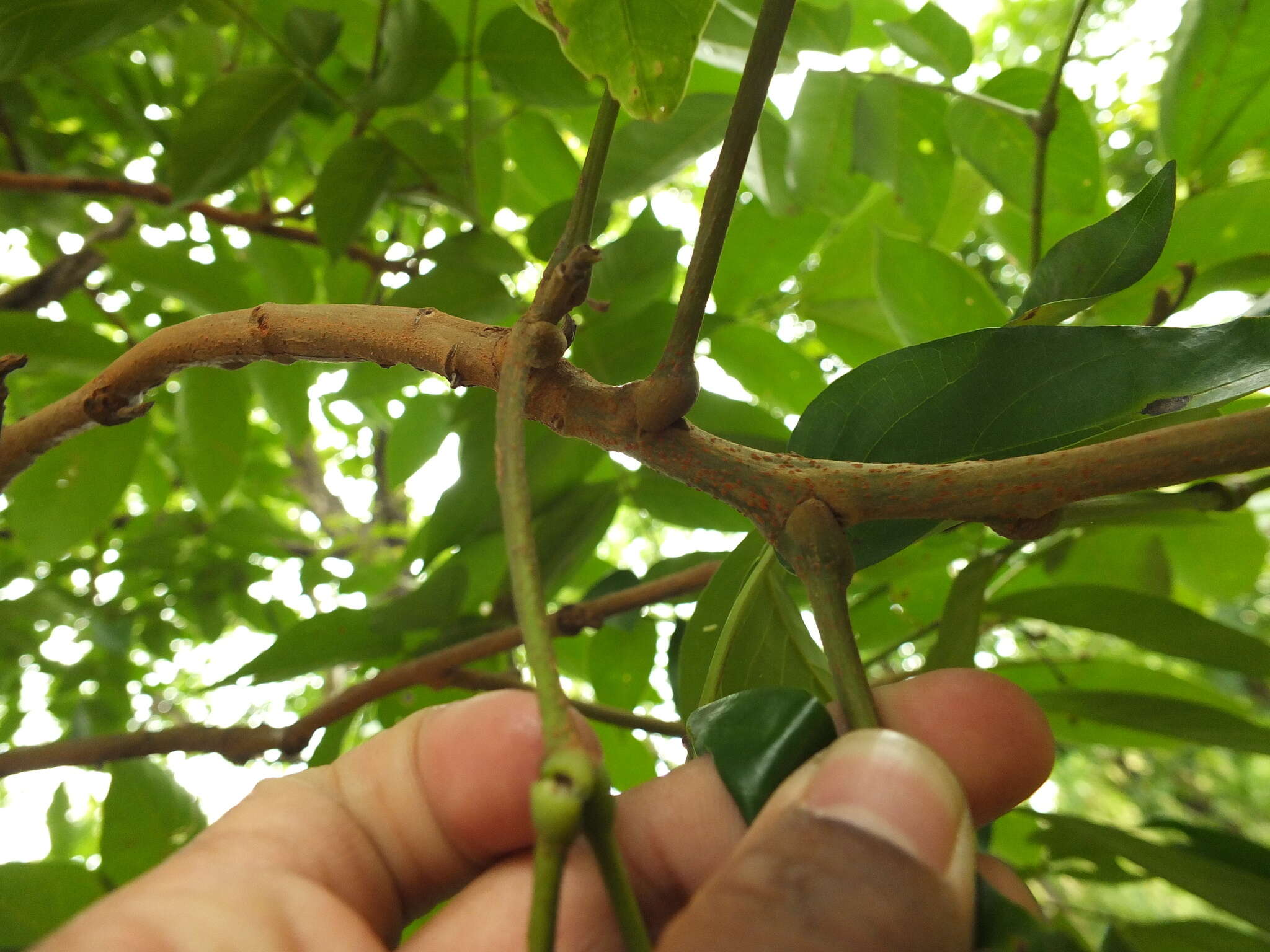 Plancia ëd Xylia xylocarpa (Roxb.) Taub.