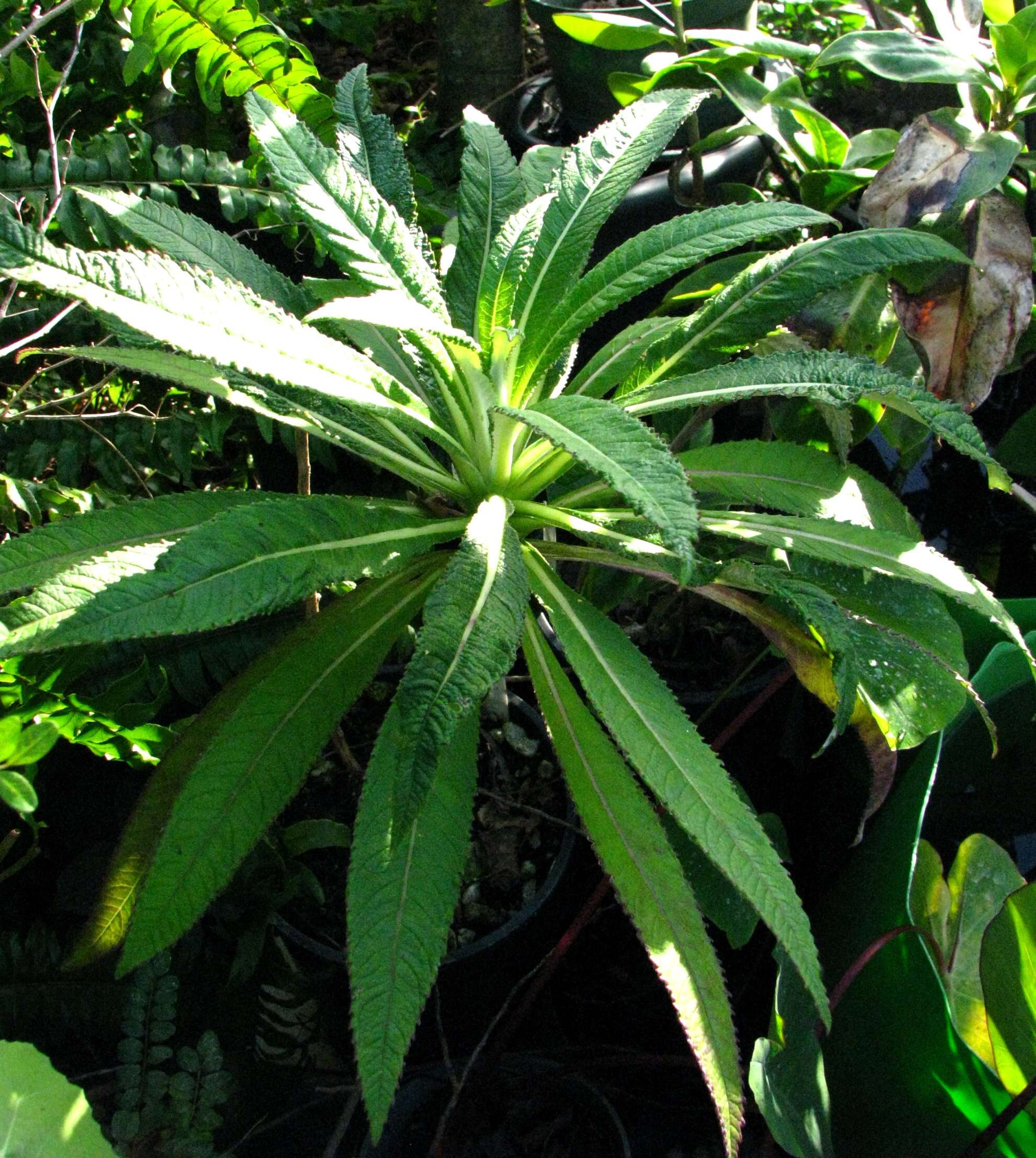 Imagem de Lobelia hypoleuca Hillebr.