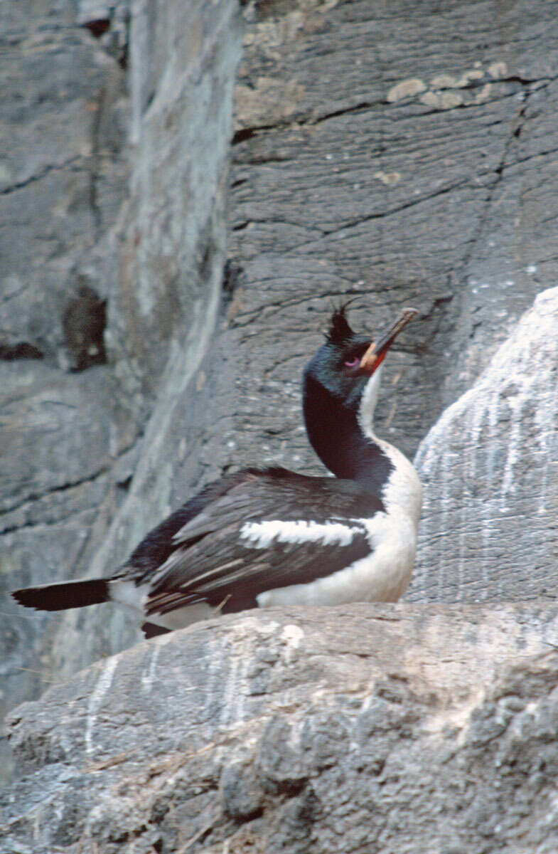 Image of Auckland Shag