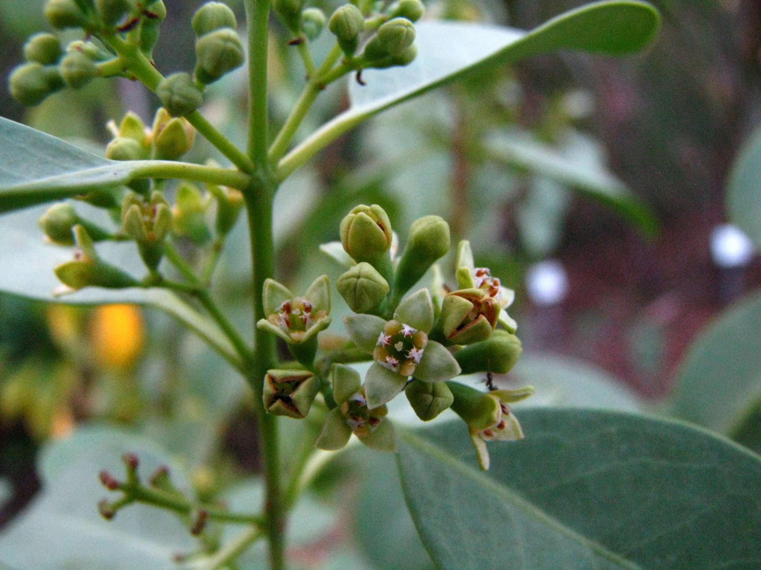 Image of coastal sandalwood