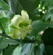 Imagem de Abutilon menziesii Seem.