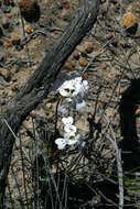 Sivun Stylidium crossocephalum F. Müll. kuva