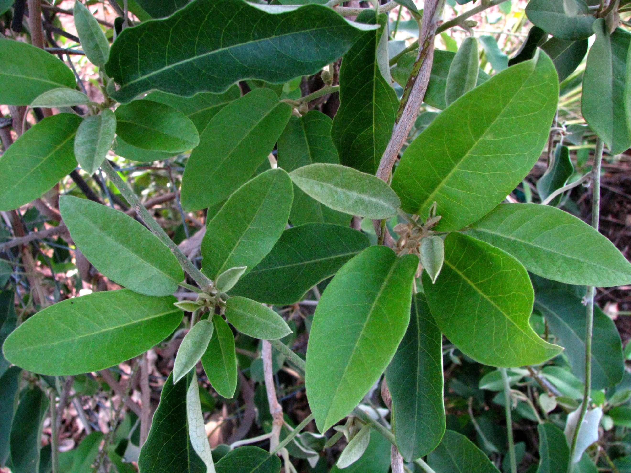 Image of Hawai'i lady's nightcap