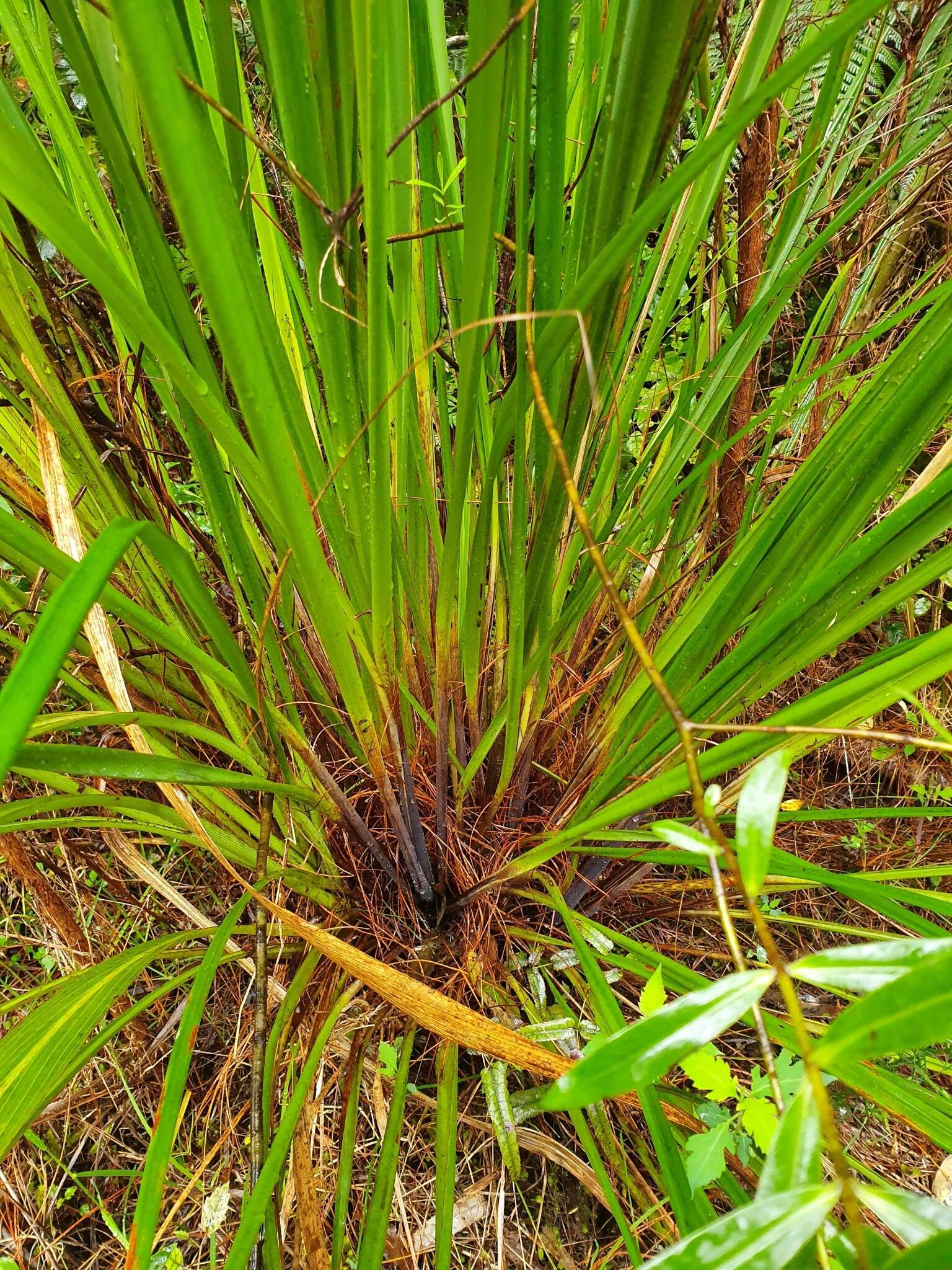 Imagem de Gahnia setifolia (A. Rich.) Hook. fil.