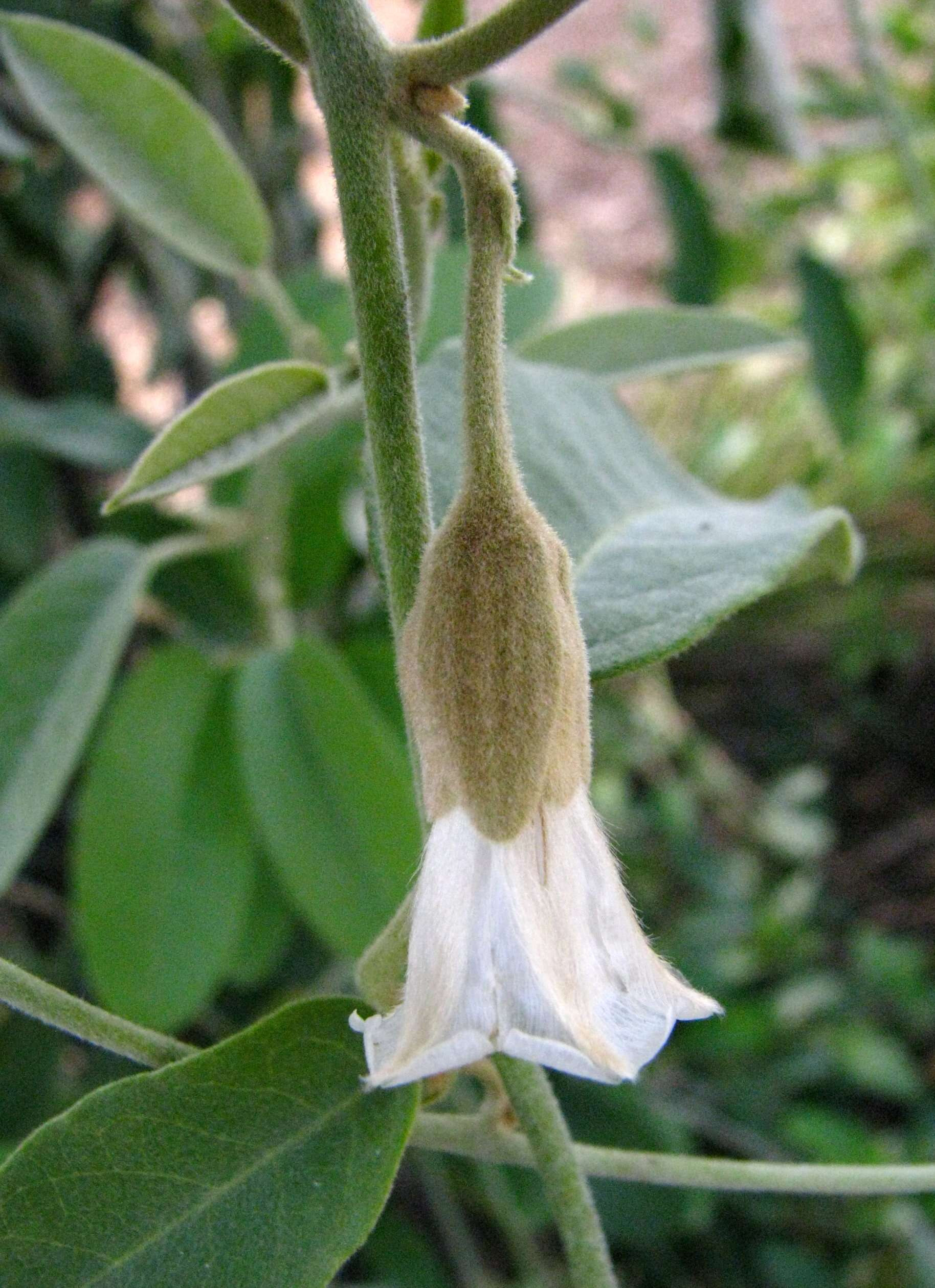 Image of Hawai'i lady's nightcap