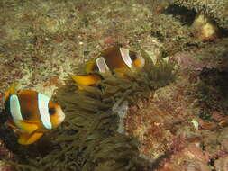 صورة Amphiprion latifasciatus Allen 1972