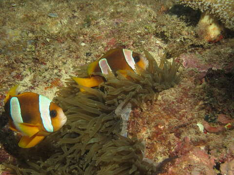 Image of Madagascar anemonefish