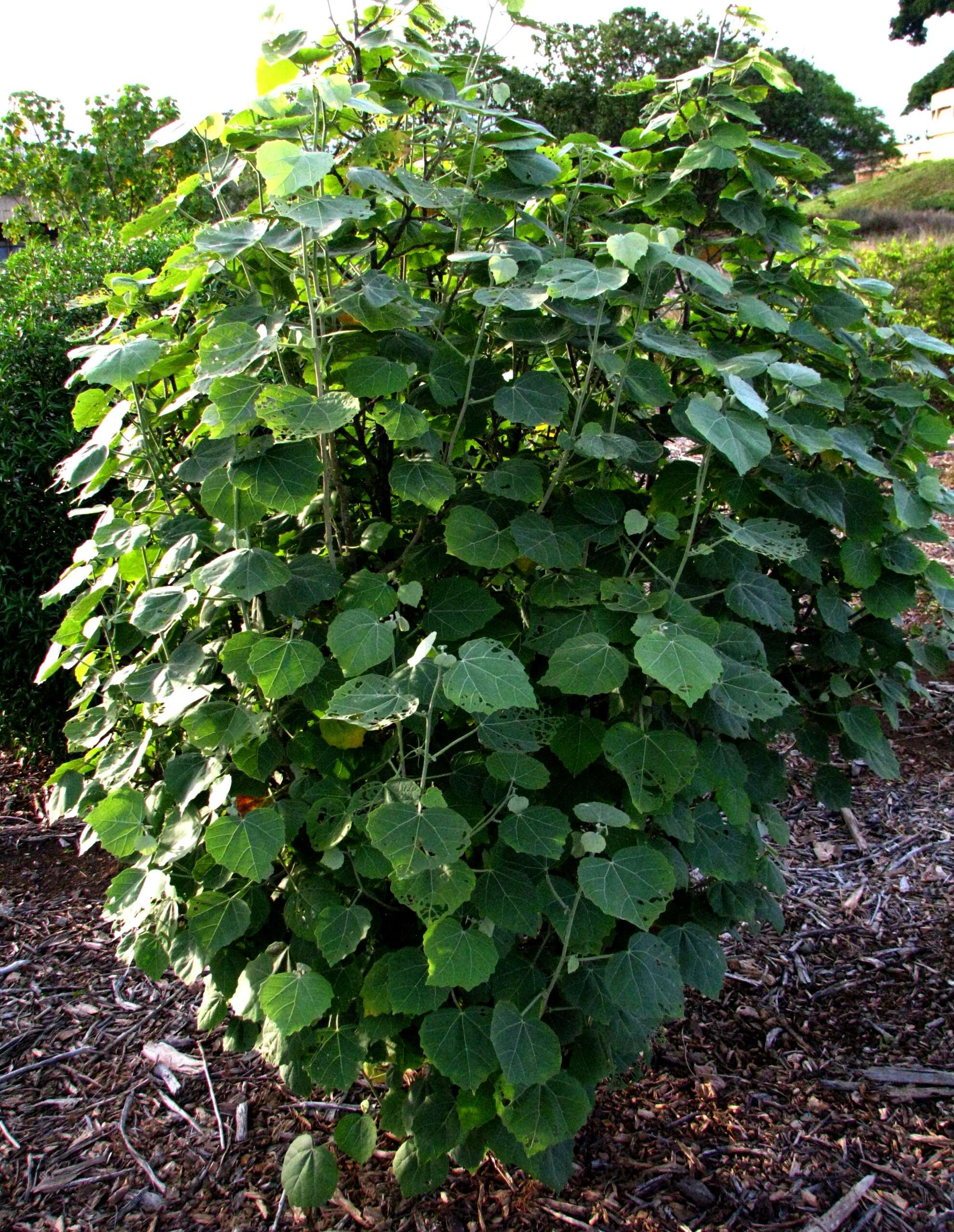 Image of Kauai hau kuahiwi