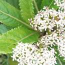 Image of Pladaroxylon leucadendron (G. Forst.) Hook. fil.