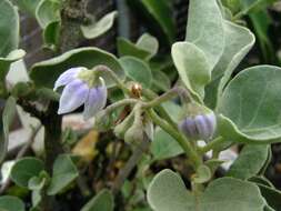 Image de Solanum nelsonii Dun.