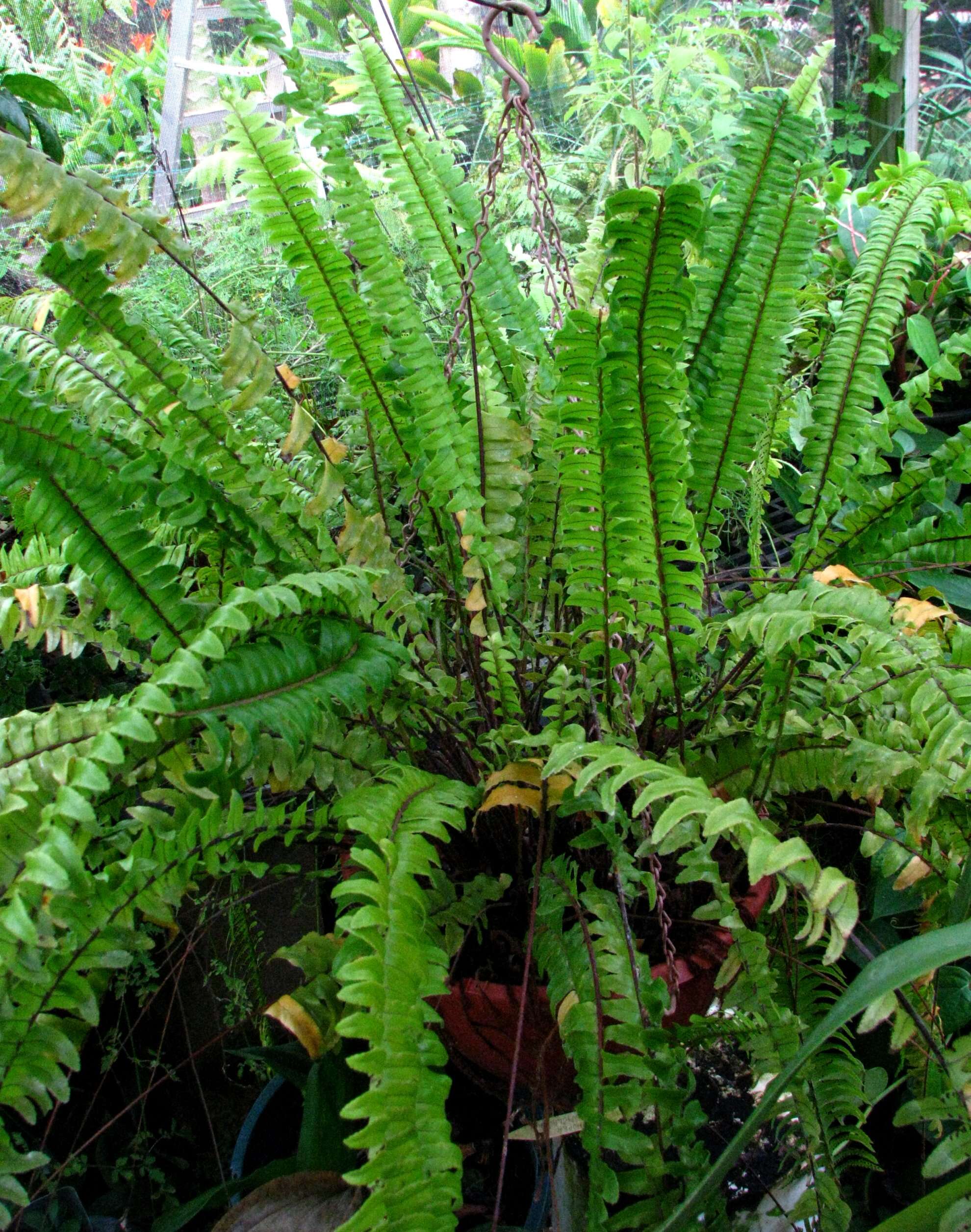 Image of Boston swordfern