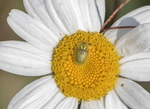 Image de Cassida (Cassida) inquinata Brullé 1832