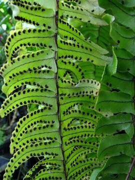 Image of Boston swordfern