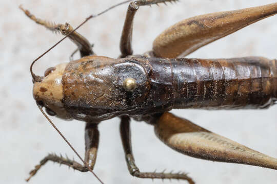 Image of Long-legged Anabrus