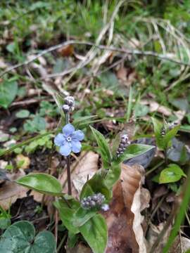 Omphalodes cappadocica (Willd.) DC.的圖片