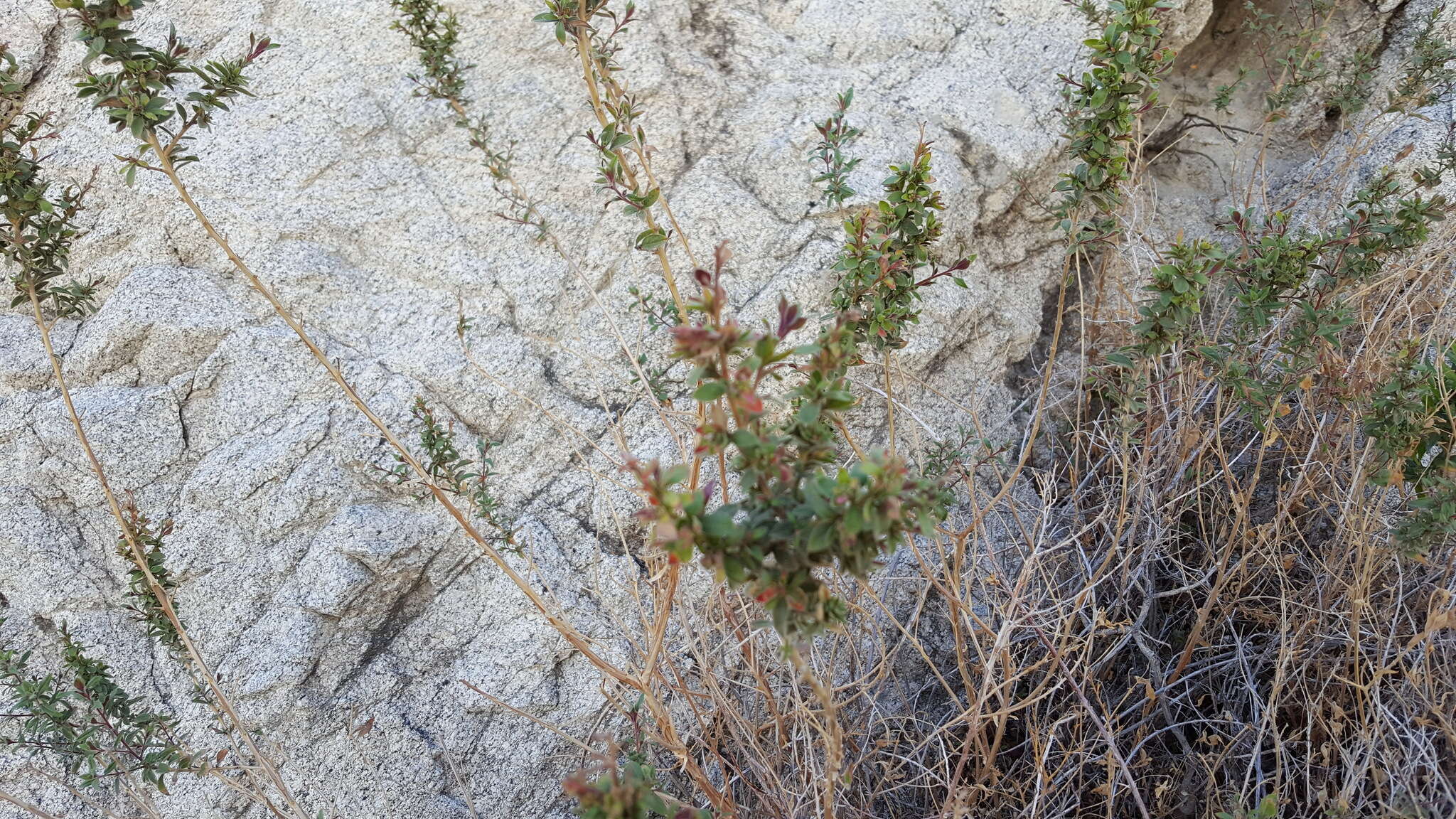 Image de Epilobium canum subsp. latifolium (Hook.) P. H. Raven