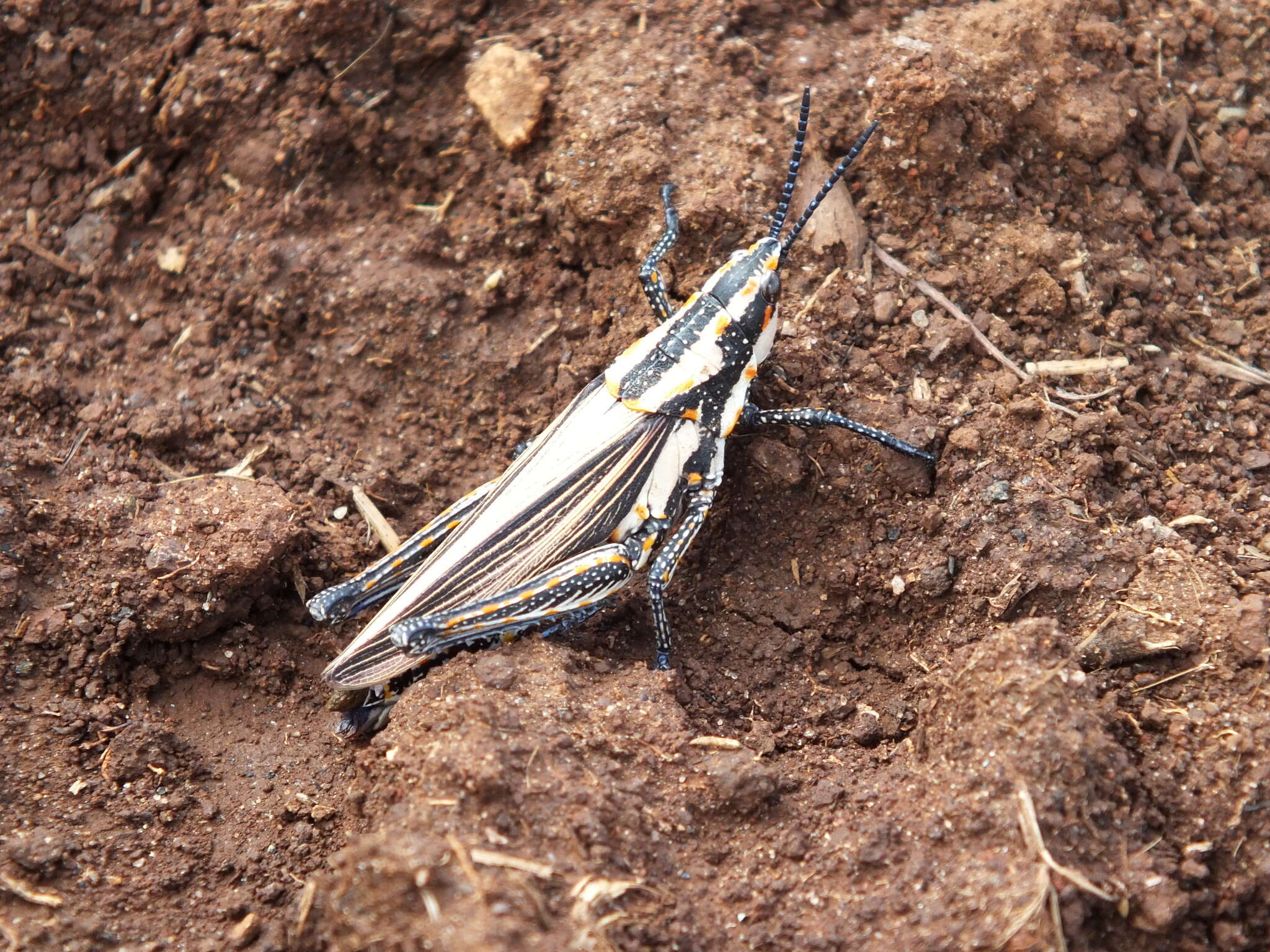 Image de Ochrophlebia cafra ligneola (Serville 1838)