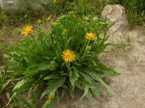 Imagem de Pyrrocoma crocea (A. Gray) Greene