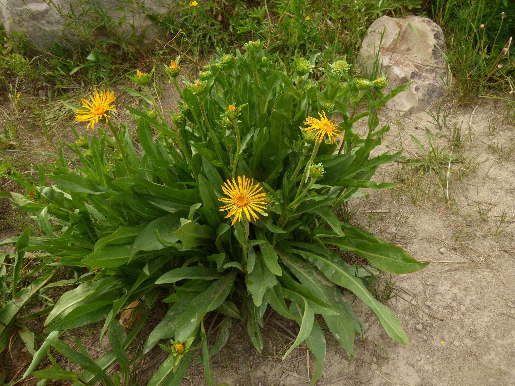 Imagem de Pyrrocoma crocea (A. Gray) Greene