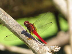 Imagem de Rhodothemis rufa (Rambur 1842)