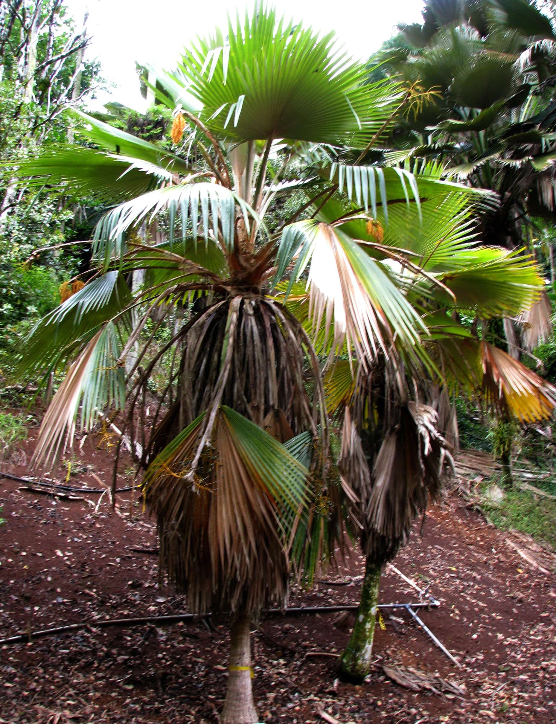 Pritchardia hardyi Rock的圖片