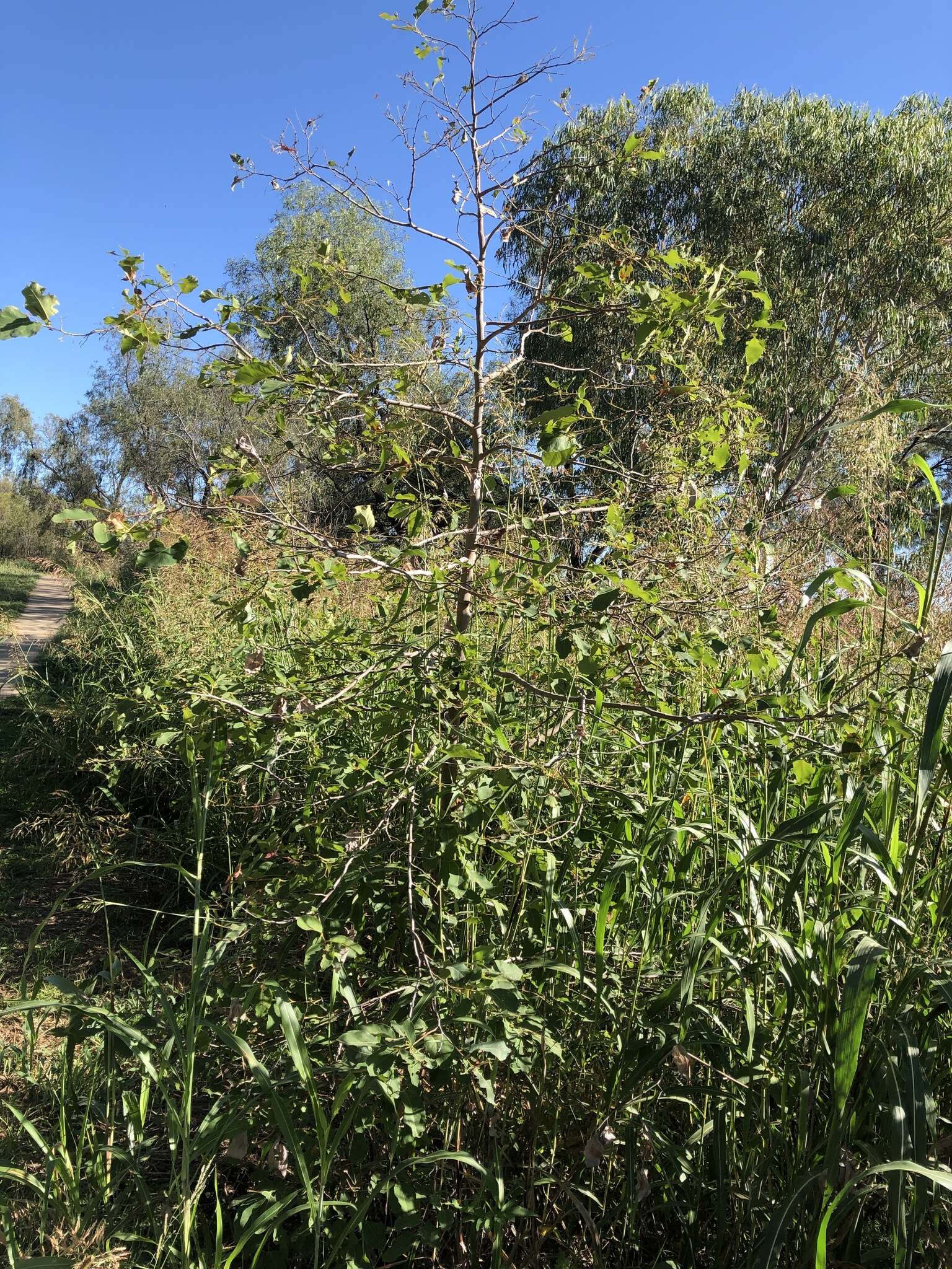 Image de Corymbia torelliana (F. Müll.) K. D. Hill & L. A. S. Johnson