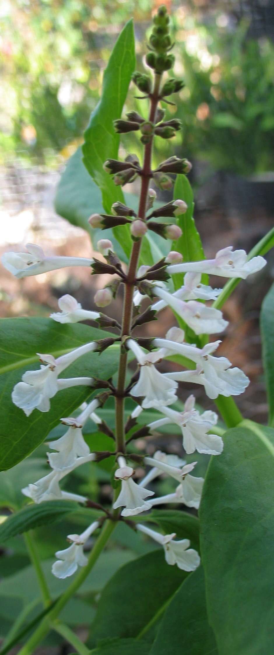 Image of Waianae Range phyllostegia