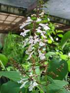 Image of Waianae Range phyllostegia