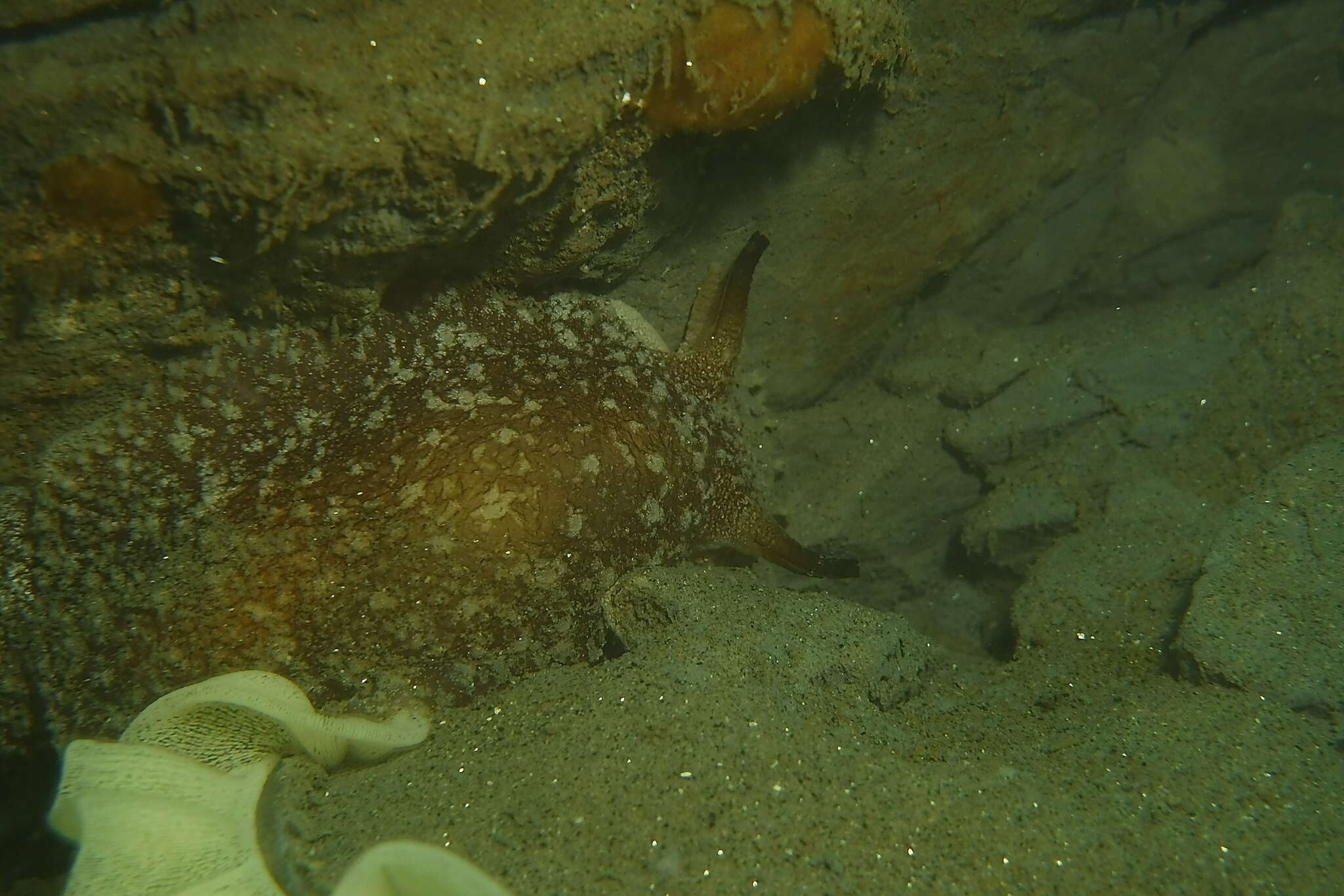 Pleurobranchaea californica MacFarland 1966 resmi