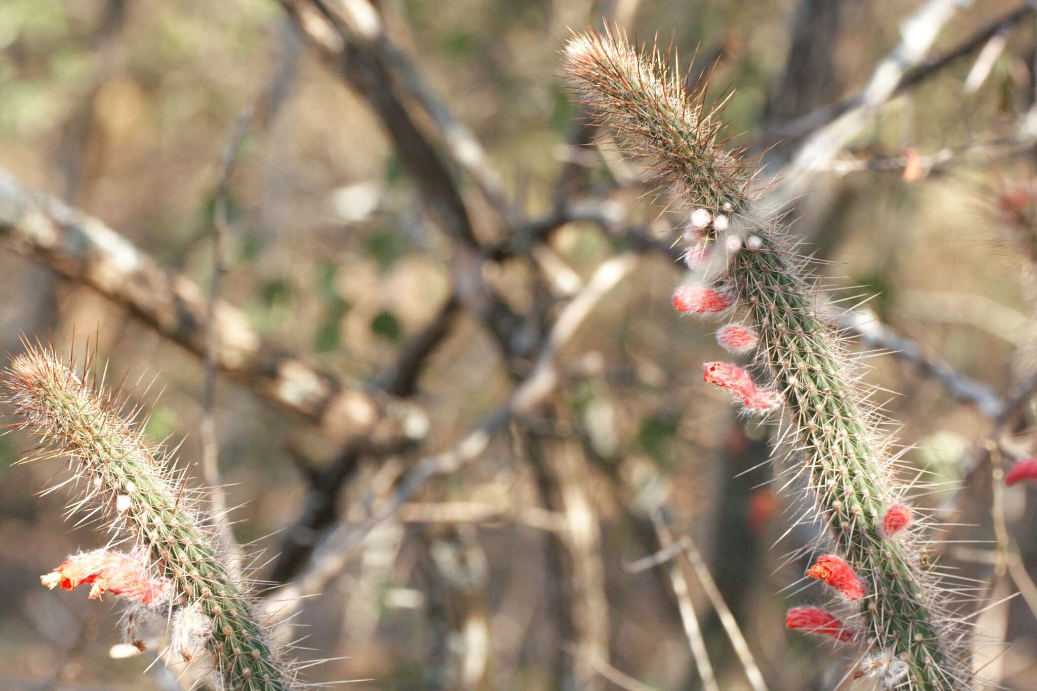 Image of Cleistocactus baumannii (Lem.) Lem.