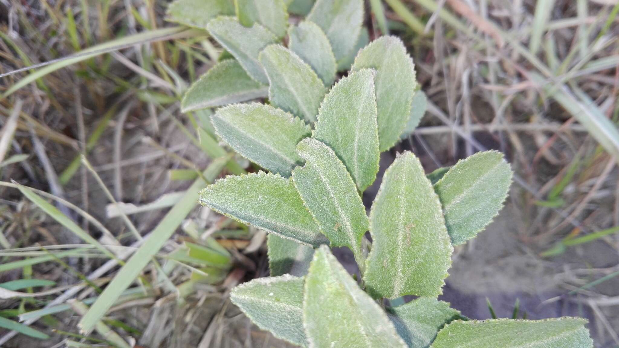 Image of Senecio crenatus Thunb.