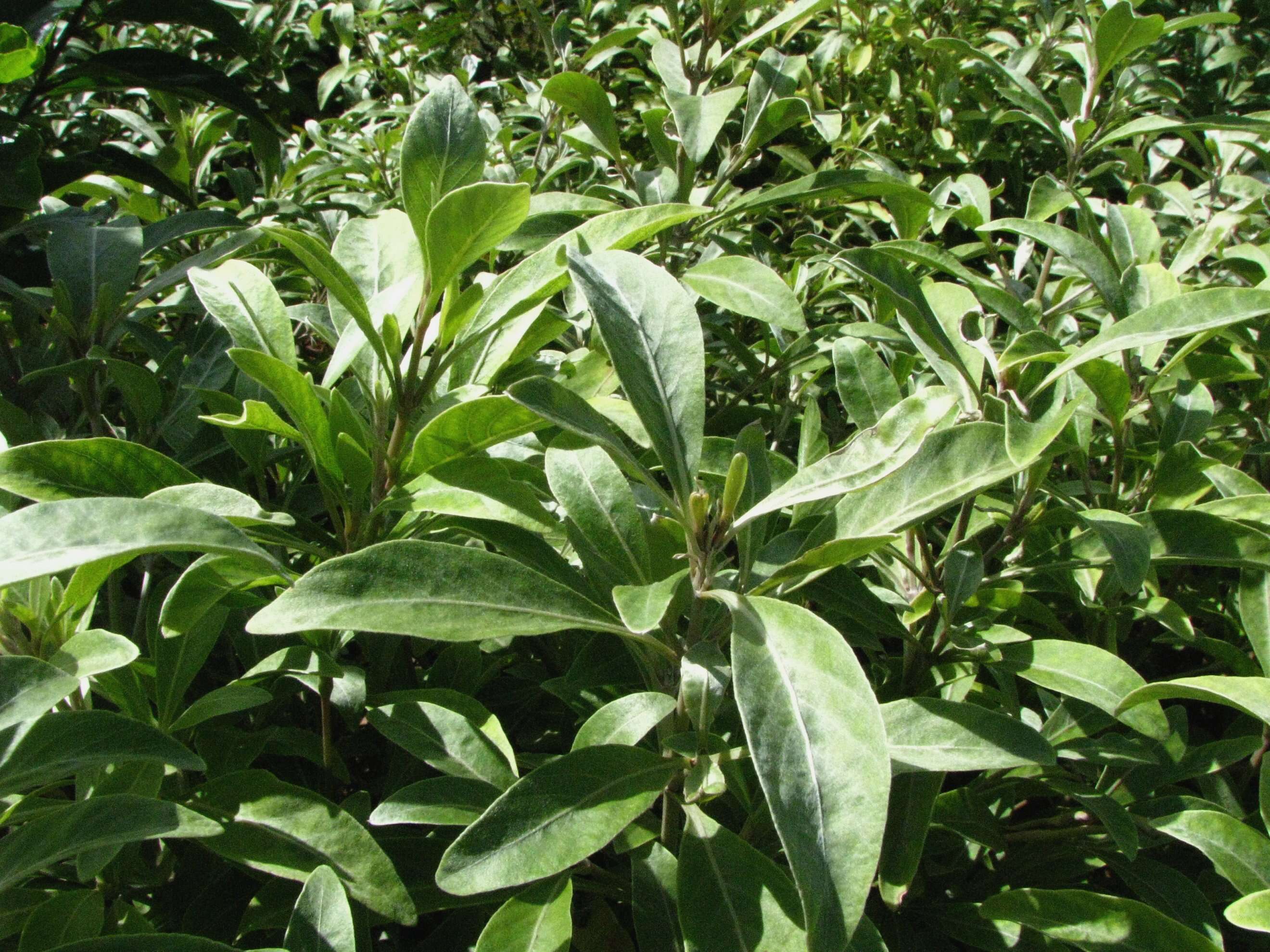 Image of Na Pali rockwort