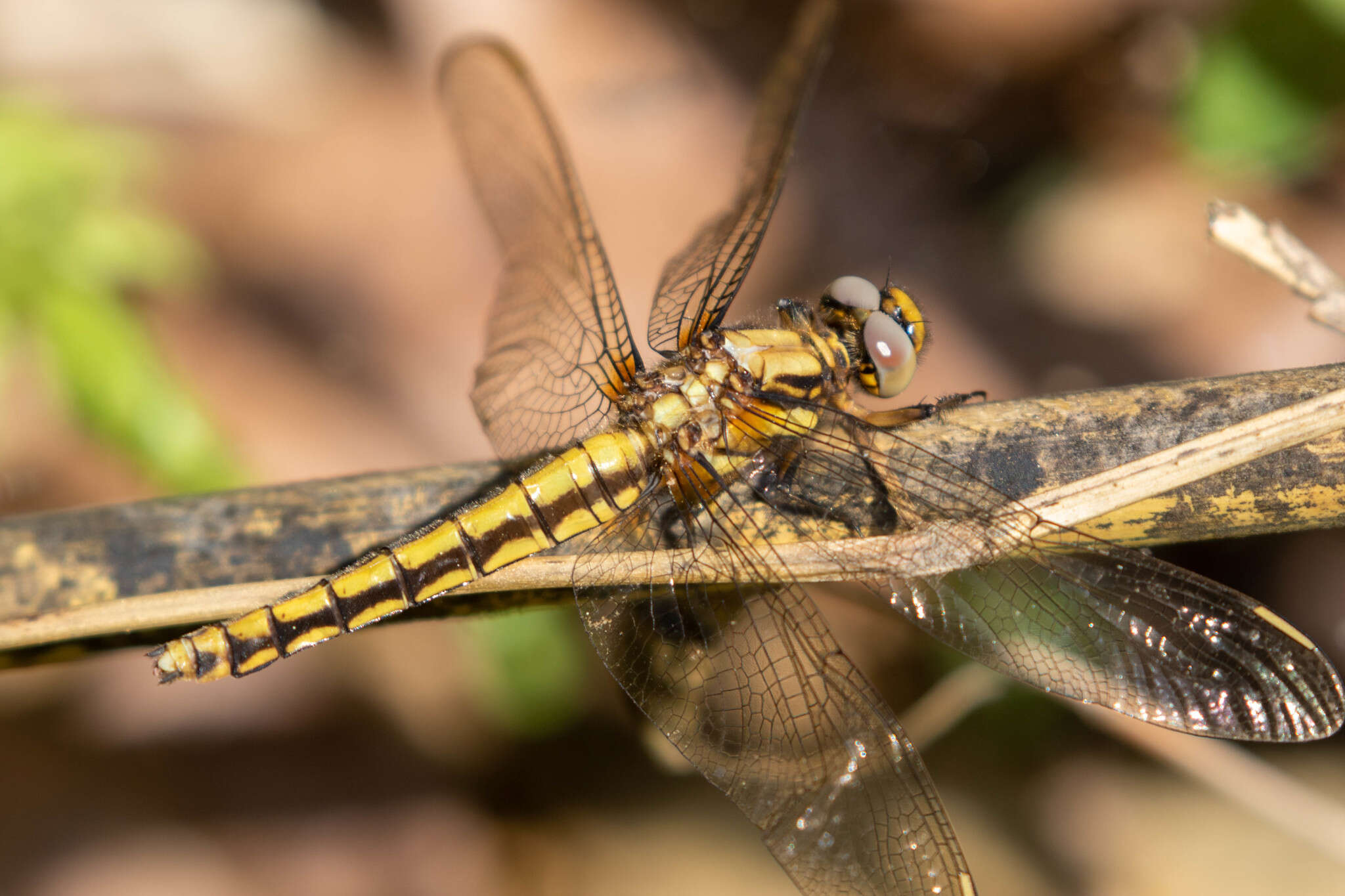 Imagem de Orthetrum japonicum (Uhler 1858)