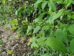 Image of golden mock orange